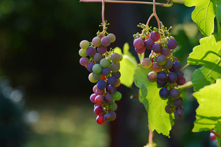 Einladung Seniorenwoche Ausflug Schliebener Weinberge