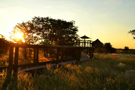 Etosha - Olifantsrus Camp