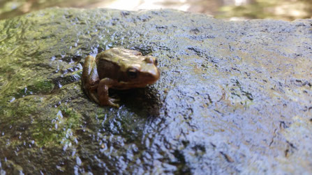 Photo décorative grenouille