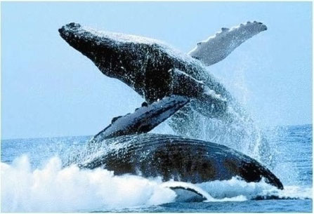 Ballenas jorobadas en el Océano Pacífico, frente a la costa de la provincia ecuatoriana de Manabí.