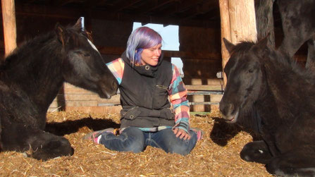 Canadian Horses