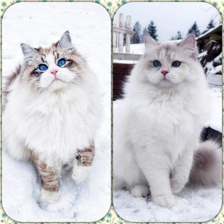 chat Sibérien Bicolore