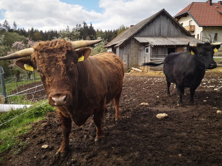 Stier Jakob hat seine Herde im Griff