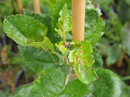 Thrip damage to terminal bud of apple seedling