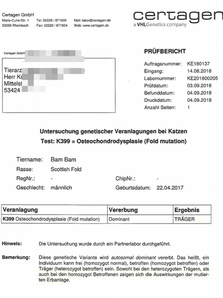 Untersuchungsbefund, OCD-DNA-Test, der Faltohrkater ist Träger der Mutation für Faltohren, heterozygot, OCD/ocd