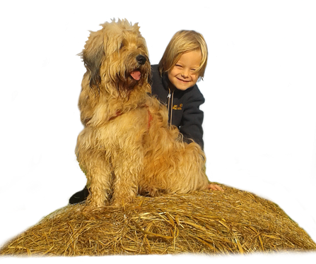 Hundeschule Bremen - Ihre Hundeschule MOMO in Bremen