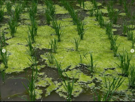 スポンジ状の繊維のようなアオミドロは一夜にして水面を覆う