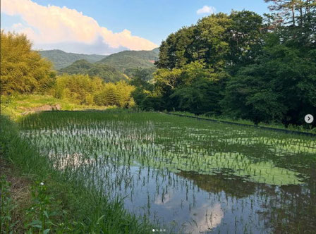 水面にはアオミドロが大繁殖!