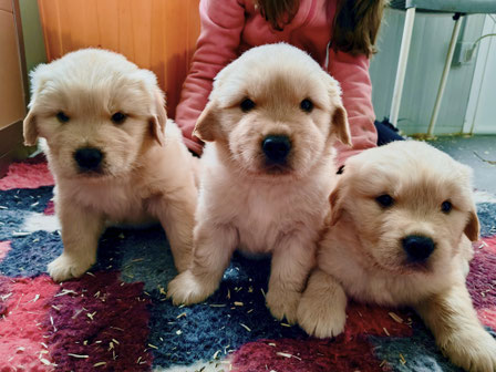 Cucciolata di Golden Retriever in provincia di Torino. Cuccioli golden nord Italia.piemonte lombardia