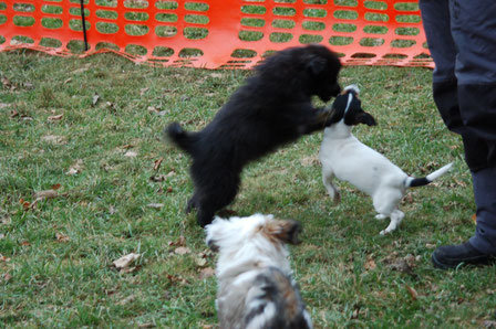 in der Welpengruppe: spielen mit einem Jack Russell