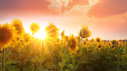 sunflowers