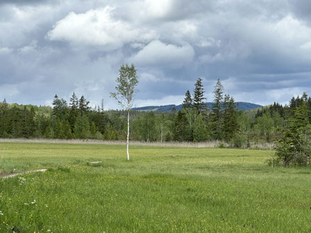 saftige Moor-Wiesen