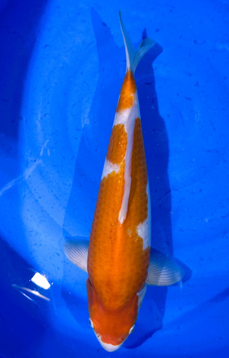NND Nisai Kohaku, 46 cm, male,  Preis 200 Euro