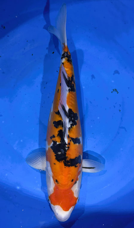 Shinoda Nisai Doitsu Sanke, 45 cm, female, Preis 250 Euro