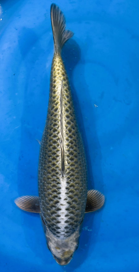 Miyatora Nisai Mukashi, 45 cm, female, Preis 200 Euro