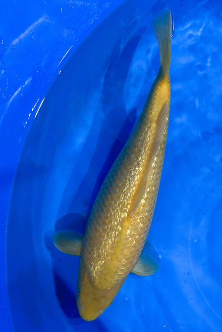 Marusei Nisai Ginrin Karashi, 43 cm, female, Preis 250 Euro 