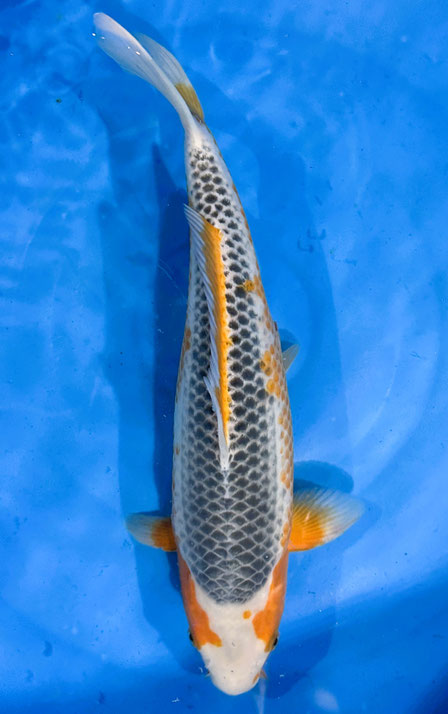 Otsuka Nisai Asagi, 40 cm, female, Preis 200 Euro