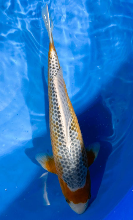 Otsuka Nisai Asagi, 36 cm, male, Preis 160 Euro