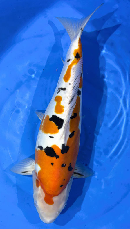 Shinoda Nisai Doitsu Sanke, 45 cm, female, Preis 250 Euro
