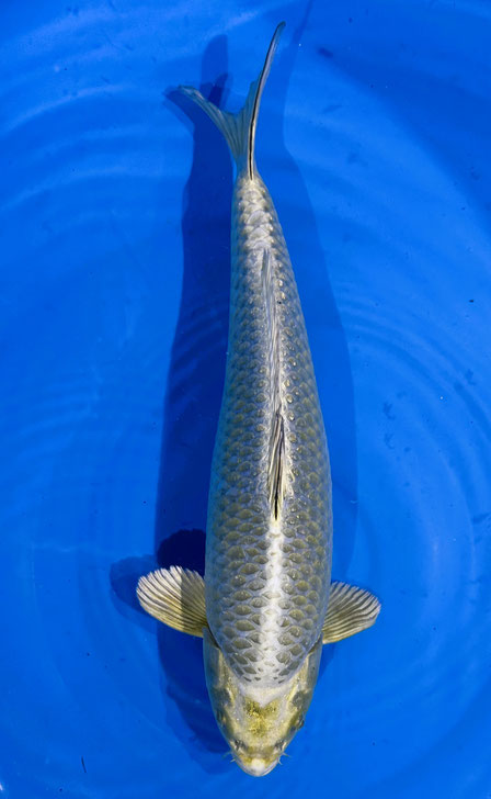 Marusei Nisai Mukashi, 40 cm, male, Preis 120 Euro