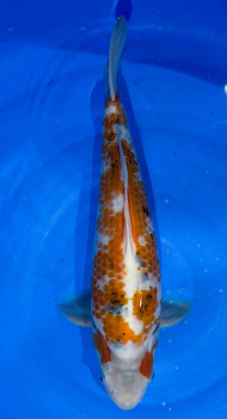 Kawakami Nisai Kawarimono, 45 cm, male, Preis 160 Euro