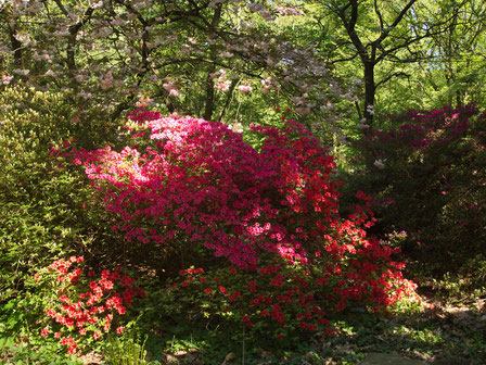 Frühling im Park: die Rhododendren blühen
