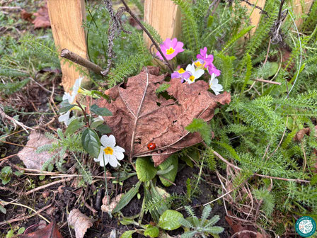 Un coin de vagabondes dans mon jardin naturel