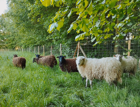 Eco paturage collectivités, entreprises, particuliers, site de production, landes de bretagne