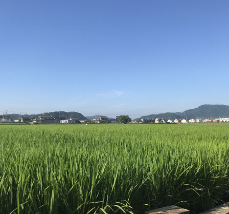 福山市神辺町川北　2019年8月5日　朝日の写真