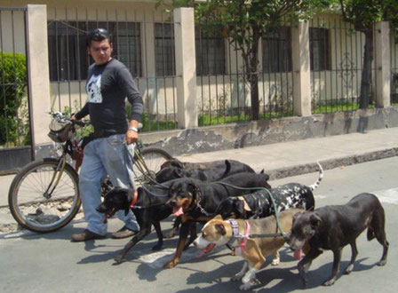 PERÚ… paseador Víctor.