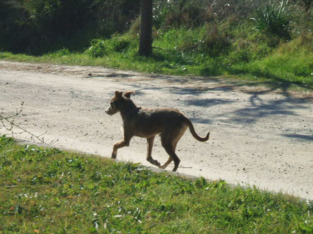 QUÉ HACER con un perro abandonado. Llama al 112 si puede ocasionar un peligro...... Más información pinchando en la imagen.