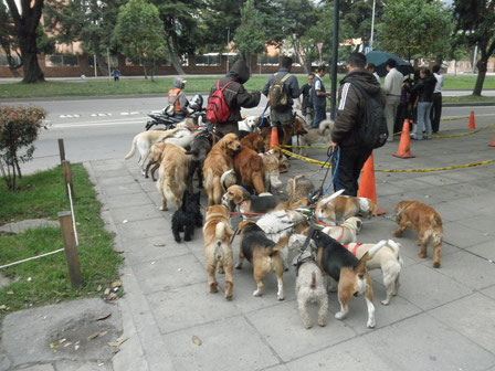 Paseadores en CIUDAD DE BOGOTÁ, Colombia.