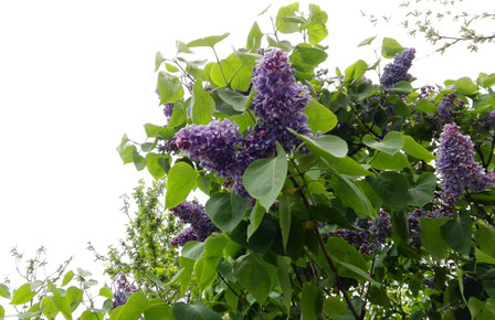 Lilac in Kiev