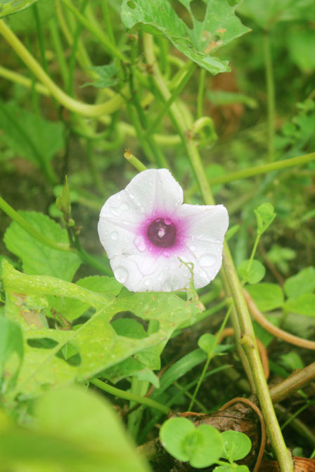 安納芋の花