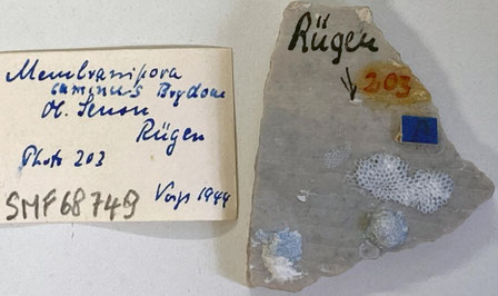 Senckenberg, Bryozoa, Bryozoen, Moostierchen, Sammlung Voigt