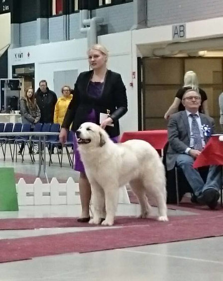 Echo de'Chien Carmen almost 3 years old in Lahti International show