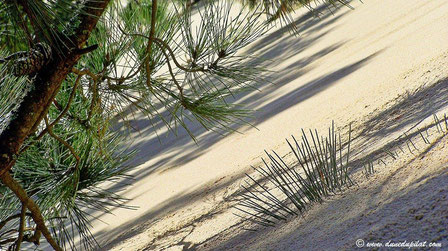 Allmählich verschwindet die Kiefer unter dem Sand