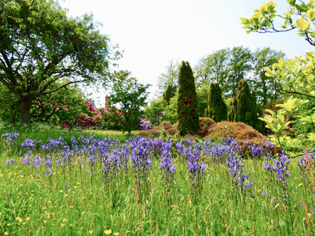 Sehenswürdigkeit englische Gärten Eibenhecken blue bells Hole Park Gardens