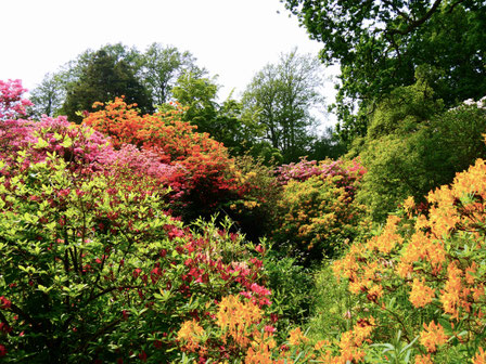 Gartenreise England Sehenswürdigkeiten Hole Park and Gardens Rhododendron