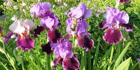 Im Horstbild von 'Violett Turner' hat sich links eine Blüte von 'Color Splash' dazugemogelt.
