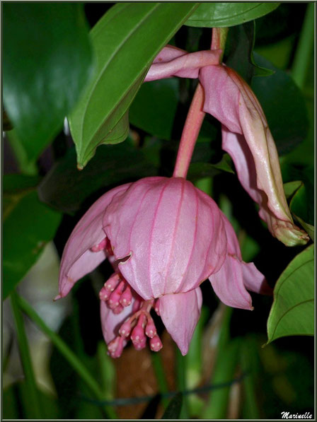 Médinilla rose (une variété)