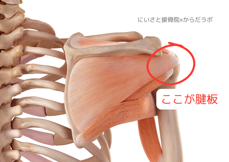 肩関節の腱版の図