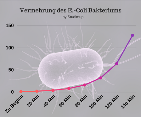 Vermehrung des E-Coli Bakteriums