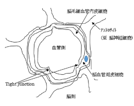 【血液脳関門】