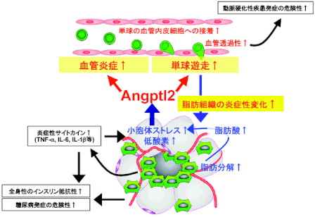 Angptl2（アンジオポエチン様たんぱく質２）