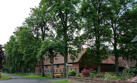 Über 100-jährige Stieleichen im Nachtigallenweg im Ortsteil Wennebostel; Foto: I. Schmiegel