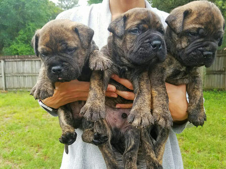 We are 4 weeks old. Brindle boys!