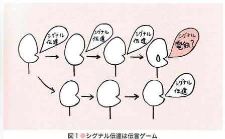 シグナル伝達は伝言ゲーム