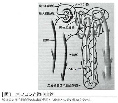 ネフロンと微小血管