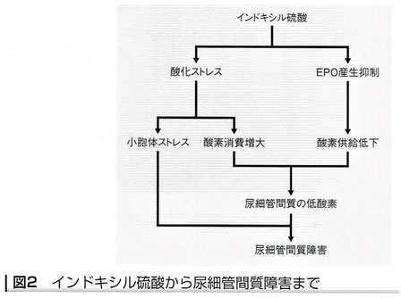 インドキシル硫酸から尿細管間質障害まで